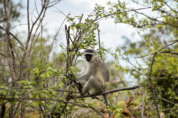 A Vervet Monkey (Chlorocebus pygerythrus) alone on a branch of a tree in Kruger National Park, South Africa.