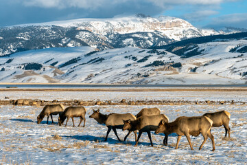 Wilk elk in Wyoming USA