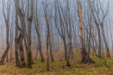 Fototapeta premium Trees with fallen leaves in the fog