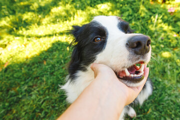 Woman hand stroking puppy dog border collie in summer garden or city park outdoor. Close up dog portrait. Owner playing with dog friend. Love for pets friendship support team concept.