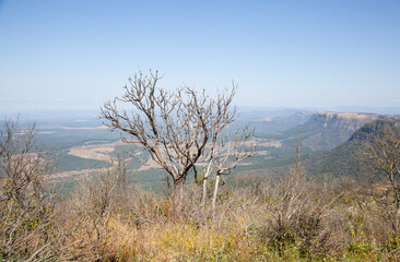 Obraz premium The view from the top of the escarpment at Gods window near Graskop, South Africa.