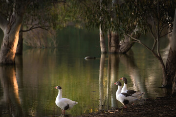 Geese near the lake