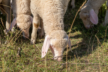 Weideschafe im Schwarzwald, Schafe auf Weide