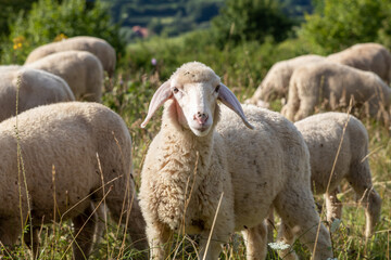 Weideschafe im Schwarzwald, Schafe auf Weide
