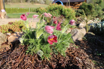 Flowers with scrub pine in rock garden