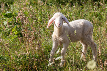 Weideschafe im Schwarzwald, Schafe auf Weide