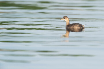 Mergulhão pequeno na ETAR de Peniche, Portugal