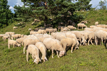 Weideschafe im Schwarzwald, Schafe auf Weide