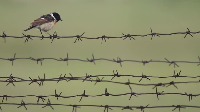 Saxicola close-up on blurred background
