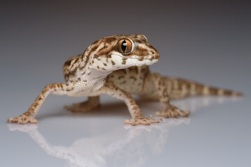 Viper gecko with fruit fly