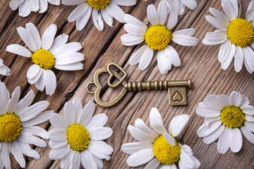 Obraz premium Golden padlock hearts with white daisy. Lock and key.