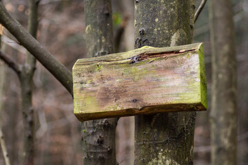 Old empty wooden plate with blank space for text fixed on tree in the forest.