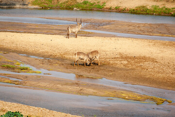 Waterbuck standing in the riverbed of the Olifants river in the Kruger national park, South Africa.