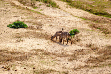 Waterbuck foraging on the bank of the Olifants river in Kruger national park.