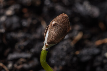 Tick on a young plant sprout