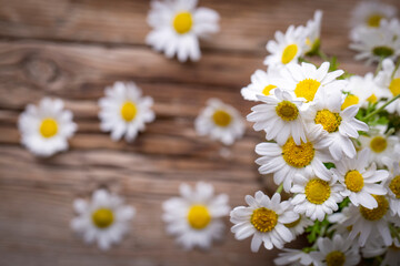 Fototapeta na wymiar White daisies on a wooden background