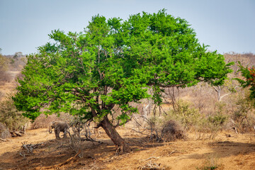 Fototapeta premium An elephant stands next to a tall tree on a ribver bank in the Kruger national park.