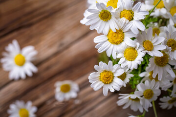 Obraz premium White daisies on a wooden background