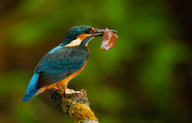 Сommon kingfisher, Alcedo atthis. The bird holds a leaf in its beak
