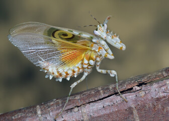 Amazing colorful Pseudocreobotra wahlbergii female. Spiny Flower Mantis show wings 
