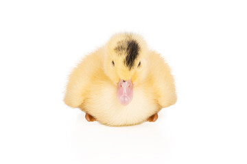 little beautiful duckling on white