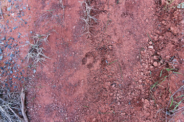 The foot print of a wild pig in red sand like soil, red clay soil. Wild animals in the woods. Hunting wild pigs