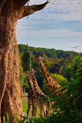 Giraffen im Zoo