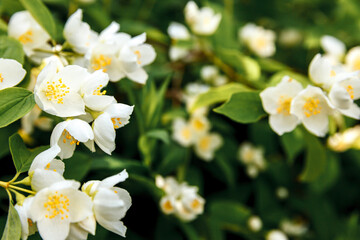 Beautiful white jasmine blossom flowers in spring time. Background with flowering jasmin bush....