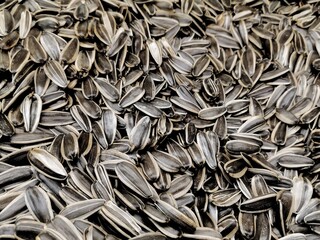 Sunflower seed and plant. Background image of sunflower seeds.