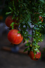 pomegranate tree 
