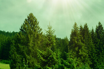 Green meadow and mountain forest in background.High quality photo