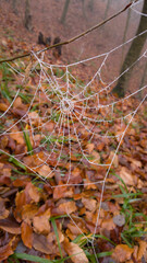 spider web adorned with drops of water in autumn fog