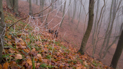 spider web adorned with drops of water in autumn fog