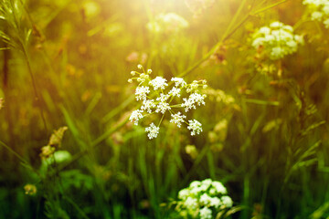 Flowers on the meadow during summer.High quality photo.