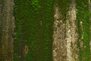 Green moss on old wall with traces of water erosion suburban
