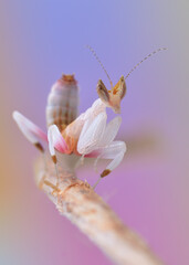 Hymenopus coronatus imago mantis closeup macro 