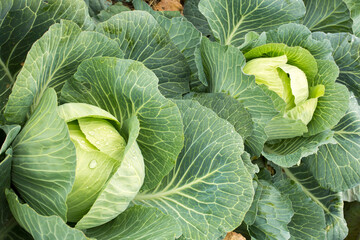 White head cabbages in line grow on field