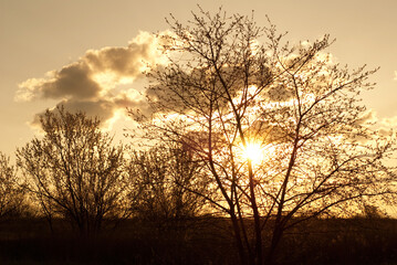 Fototapeta na wymiar sunset behind a tree