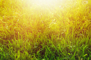 Obraz na płótnie Canvas Green lawn in garden during summer. High quality photo.