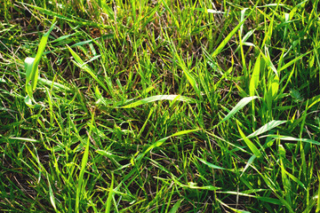 background of grass