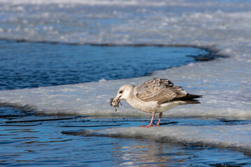 Seagull with the rest of the fish on the ice floe