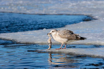 Seagull with the rest of the fish on the ice floe