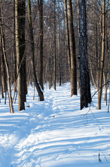 Winter landscape. A path in deep snow in the forest. Winter day.