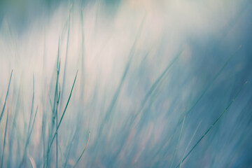 Wild blue grasses in a forest. Macro image, shallow depth of field. Abstract nature background - obrazy, fototapety, plakaty