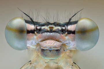 Extreme sharp and detailed closeup of damselfly Platycnemis pennipes