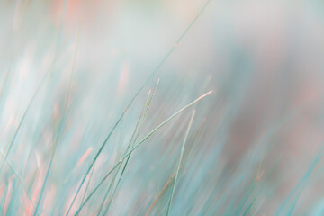 Wild grasses in a forest. Macro image, shallow depth of field. Abstract nature background