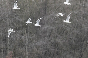 Seagulls flying in the sky, seamless vector pattern.
Group of birds flying low with blurred forrest backround
