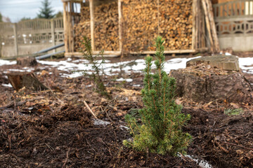 Caucasian fir needles from an old Christmas tree scattered in a thin layer on the lawn