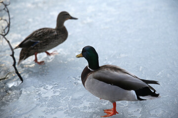Ducks walking on a frozen lake in winter season. Wild ducks on ice