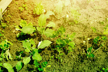 Vegetables growing in the garden.High quality photo.